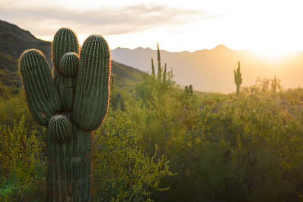 istock Cactus at South Mountain Park 670157922