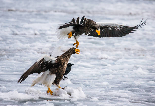 istock Two Steller's sea eagles are flying with prey in its claws. 670158082