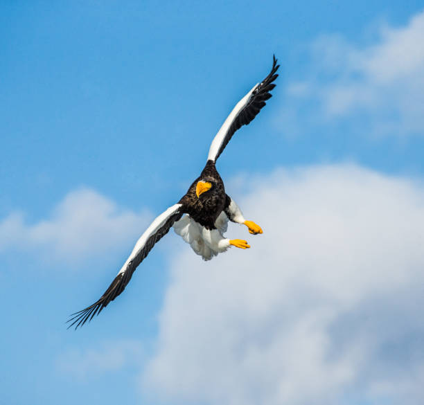 istock Steller's sea eagle in flight on background blue sky. 670158678