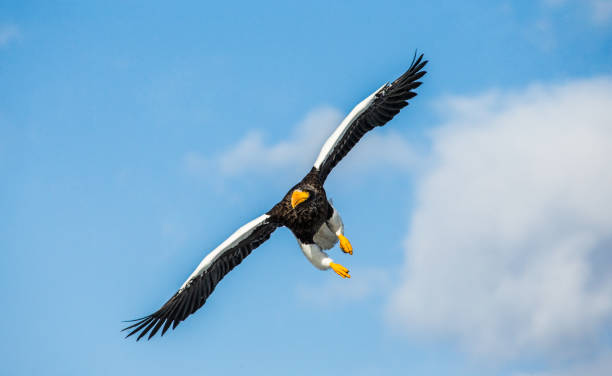 istock Steller's sea eagle in flight on background blue sky. 670158728
