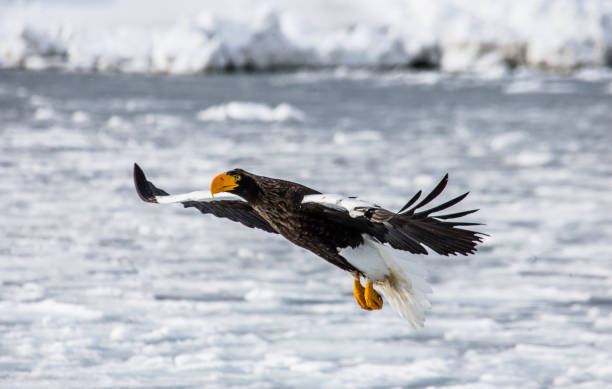 istock Steller's sea eagle in flight on a background of seaport. 670163652