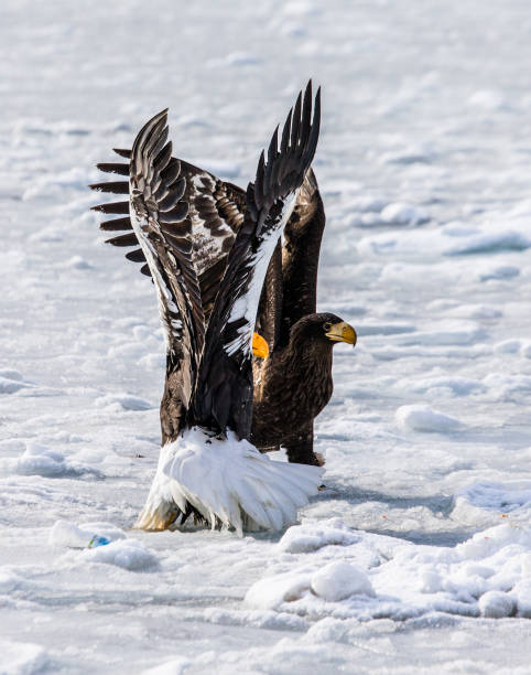 istock Two Steller's sea eagles sitting on the ice with prey in its claws. 670163692