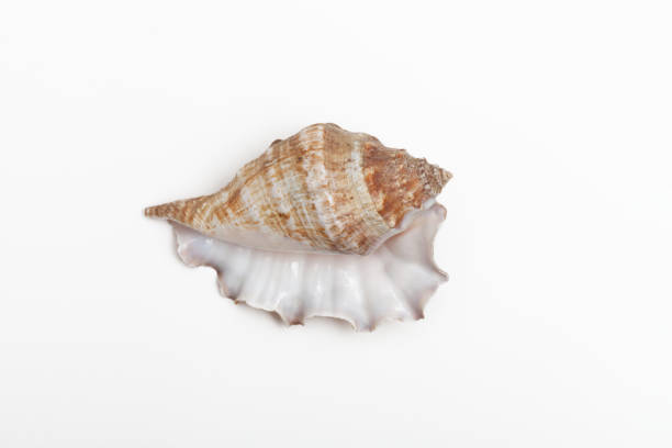 istock Type of sea snail called a murex 670165358