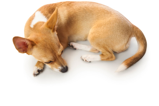 Cute dog lying down on white background