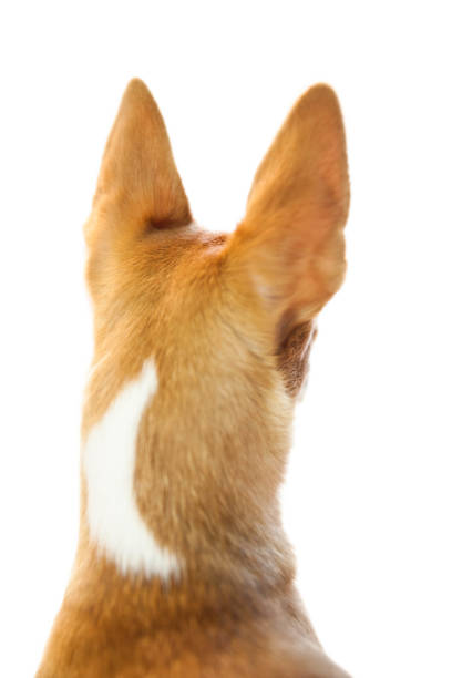 istock Cute dog with pointy ears 670165474