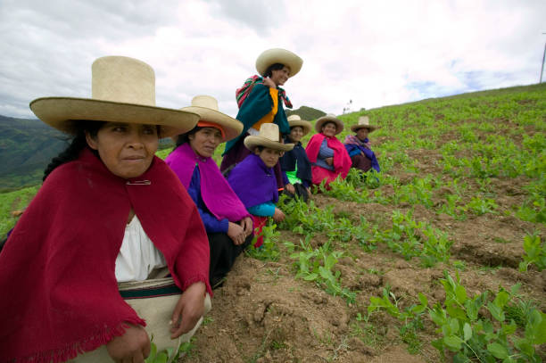 Portrait of farmers in the highlands of Cajamarca, Peru, growing green peas as an anti-poverty program to provide protein rich food and a sustainable economy.