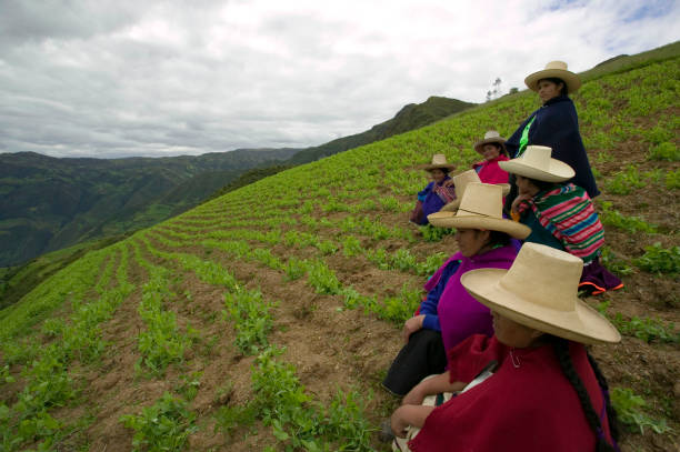Women Farmers 4 Portrait of farmers in the highlands of Cajamarca, Peru, growing green peas as an anti-poverty program to provide protein rich food and a sustainable economy. cajamarca region stock pictures, royalty-free photos & images