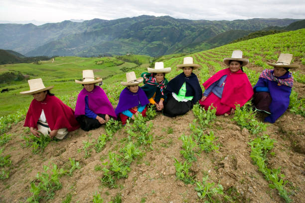 Women Farmers 15 Portrait of farmers in the highlands of Cajamarca, Peru, growing green peas as an anti-poverty program to provide protein rich food and a sustainable economy. cajamarca region stock pictures, royalty-free photos & images