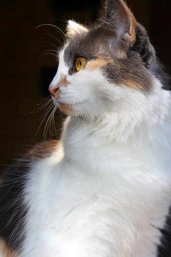A common domestic cat.