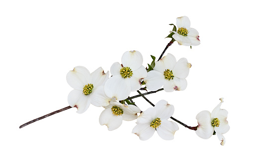 Flowering dogwood blossoms and branch isolated against a white background. Clipping path included.