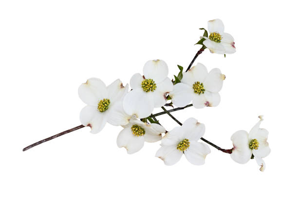 Isolated Flowering dogwood blossoms Flowering dogwood blossoms and branch isolated against a white background. Clipping path included. arrowwood stock pictures, royalty-free photos & images