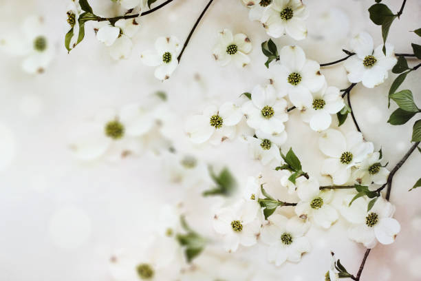 istock Flowering dogwood spring blossoms 670184690