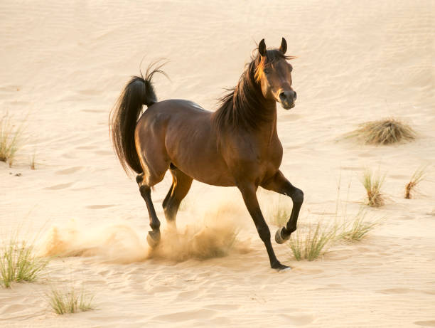 racing arabian hengst in der wüste - car people men barn stock-fotos und bilder