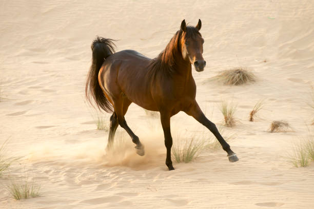 istock Racing Arabian stallion in the desert 670187304