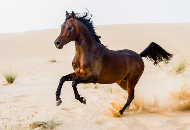 istock Racing Arabian stallion in the desert 670187322