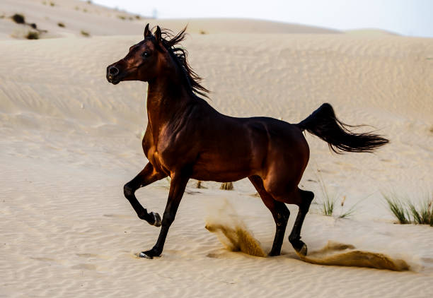 istock Racing Arabian stallion in the desert 670187328
