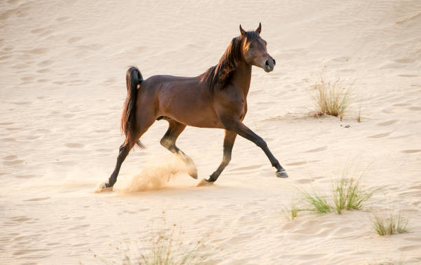 istock Racing Arabian stallion in the desert 670187346
