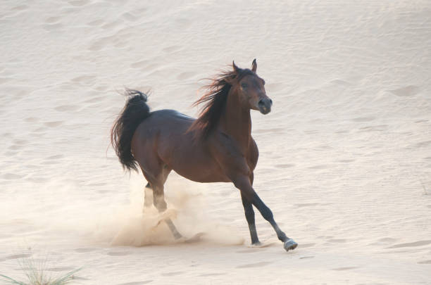 砂漠でアラビアの馬をレース - car people men barn ストックフォトと画像