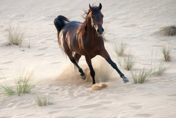 砂漠でアラビアの馬をレース - car people men barn ストックフォトと画像