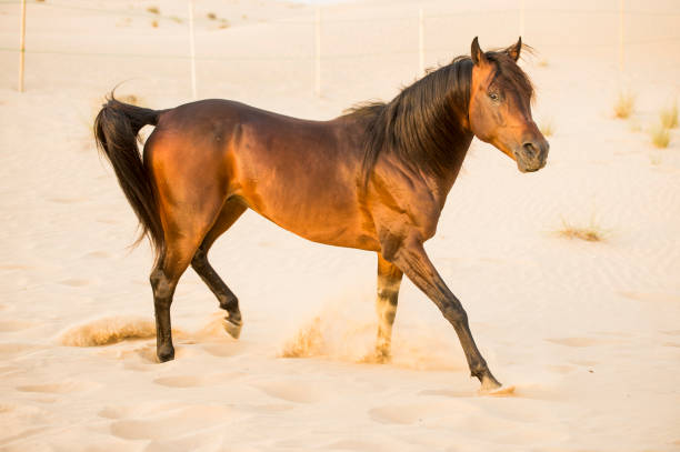 istock Racing Arabian stallion in the desert 670187382