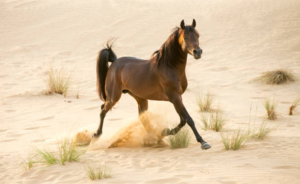 istock Racing Arabian stallion in the desert 670187386