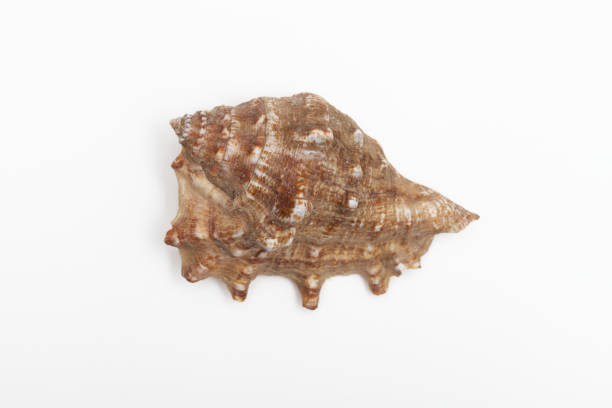 istock A type of sea snail called a murex 670187412