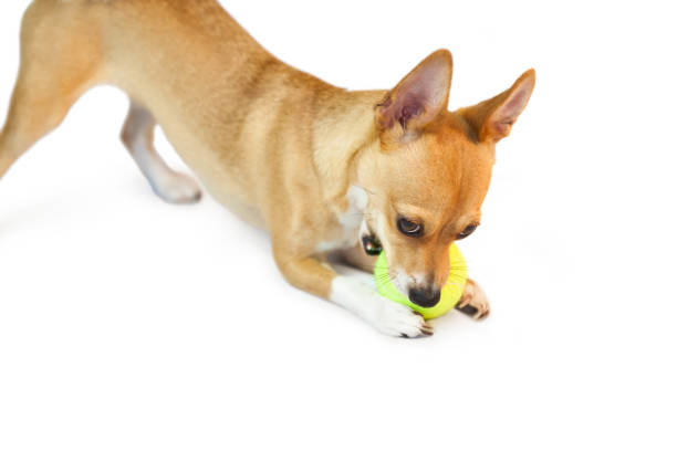 istock Cute little dog chewing on ball 670192036