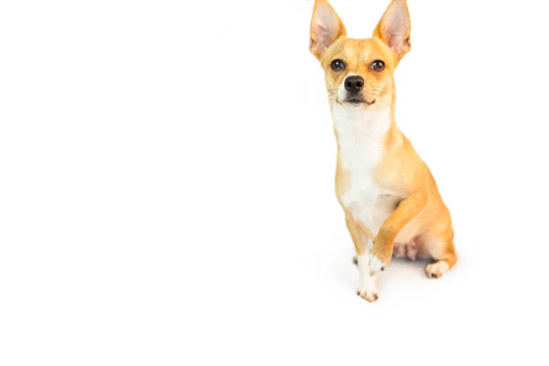 istock Cute little dog looking at camera 670192048