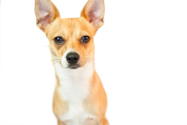istock Cute little dog looking at camera 670192070