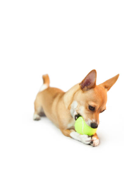 istock Cute little dog chewing on ball 670192084