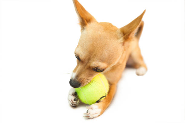 istock Cute little dog chewing on ball 670192124