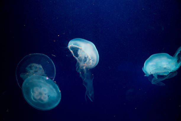 istock Moon jelly fish in aquarium 670192126