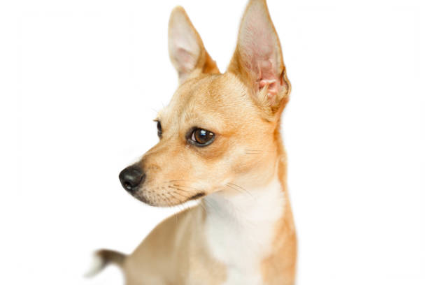 istock Cute dog with pointy ears 670192352