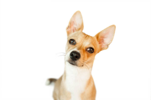 istock Cute dog with pointy ears 670192368