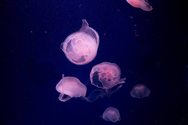 istock Moon jelly fish in aquarium 670195308