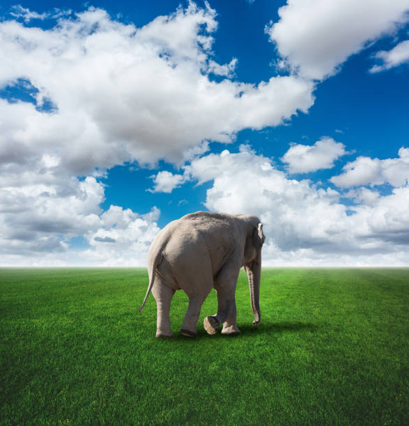 istock Baby elephant walking on field 670195640