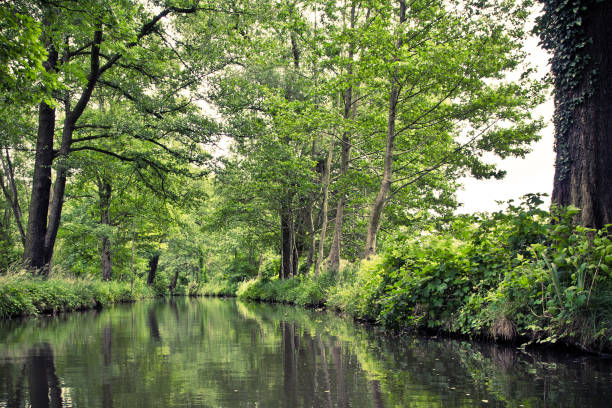 Green canals in german Spreewald. Spreewald is a picturesque section of the Brandenburg, Germany. Designated a biosphere reserve by UNESCO.  spreewald stock pictures, royalty-free photos & images