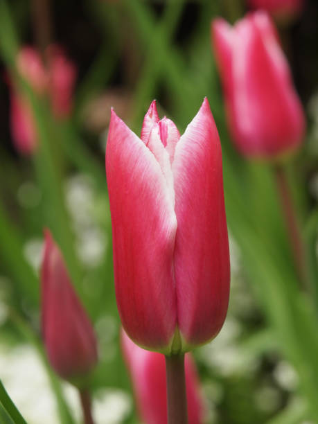 istock Red tulip head against a blurry background 670196276