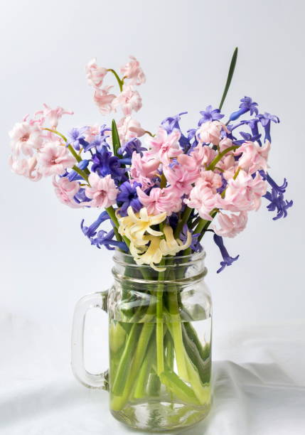 istock Different hyacinth flowers in glass jar 670196318