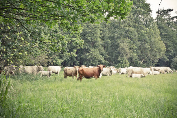 istock Green canals in german Spreewald. 670199282