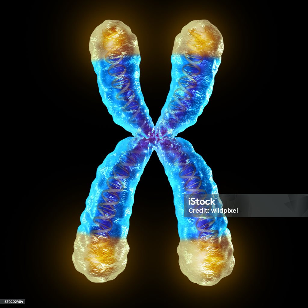 Telomere Telomere length medical concept and telomeres located on the end caps of a chromosome resulting in aging by damaging DNA or protection resulting in living longer or longevity as a 3D illustration. Telomere Stock Photo