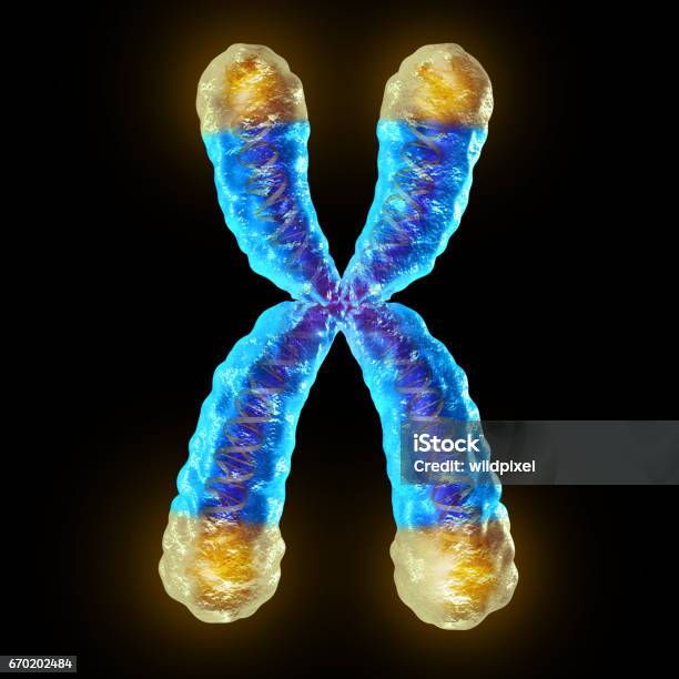 Telomere Stock Photo - Download Image Now - Telomere, Chromosome, DNA