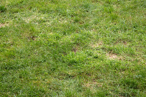 Lawn in poor condition requiring the attentions of a gardener