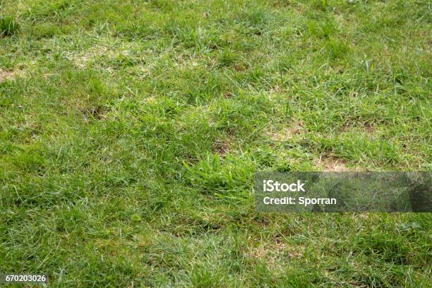 Garden Lawn Badly In Need Of Attention Stock Photo - Download Image Now - Lawn, Weeding, Yard - Grounds