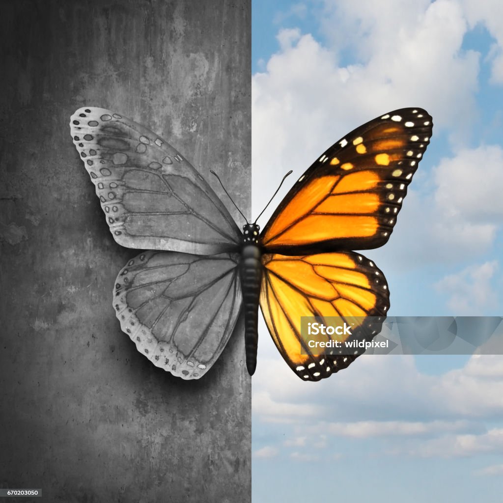 Bipolar Mental Disorder Bipolar mental disorder abstract psychological illness concept as a butterfly divided as one side in grey and sad colors with the other in full bright tones as a medical metaphor for psychiatric mood or feelings imbalance. Psychotherapy Stock Photo