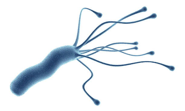 bacteria helicobacter pylori aislado sobre fondo blanco - pylori fotografías e imágenes de stock