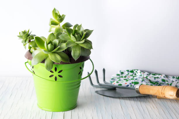 istock Gardening tools and houseleek plant on a table 670203522