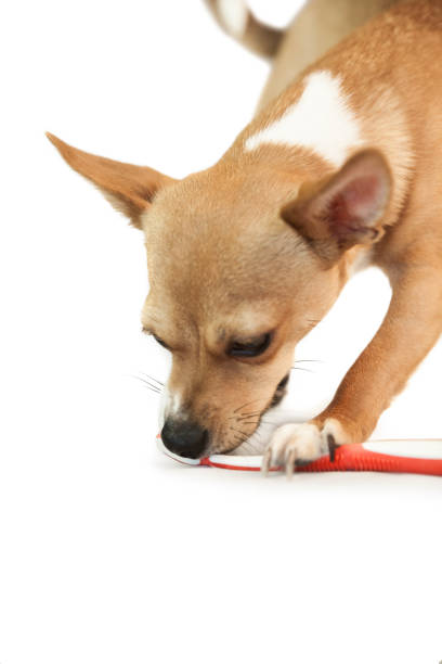 istock Cute dog chewing on toothbrush 670205794