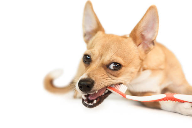 istock Cute dog chewing on toothbrush 670205812