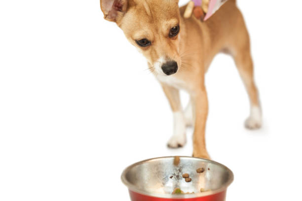 istock Cute dog eating from bowl 670205856